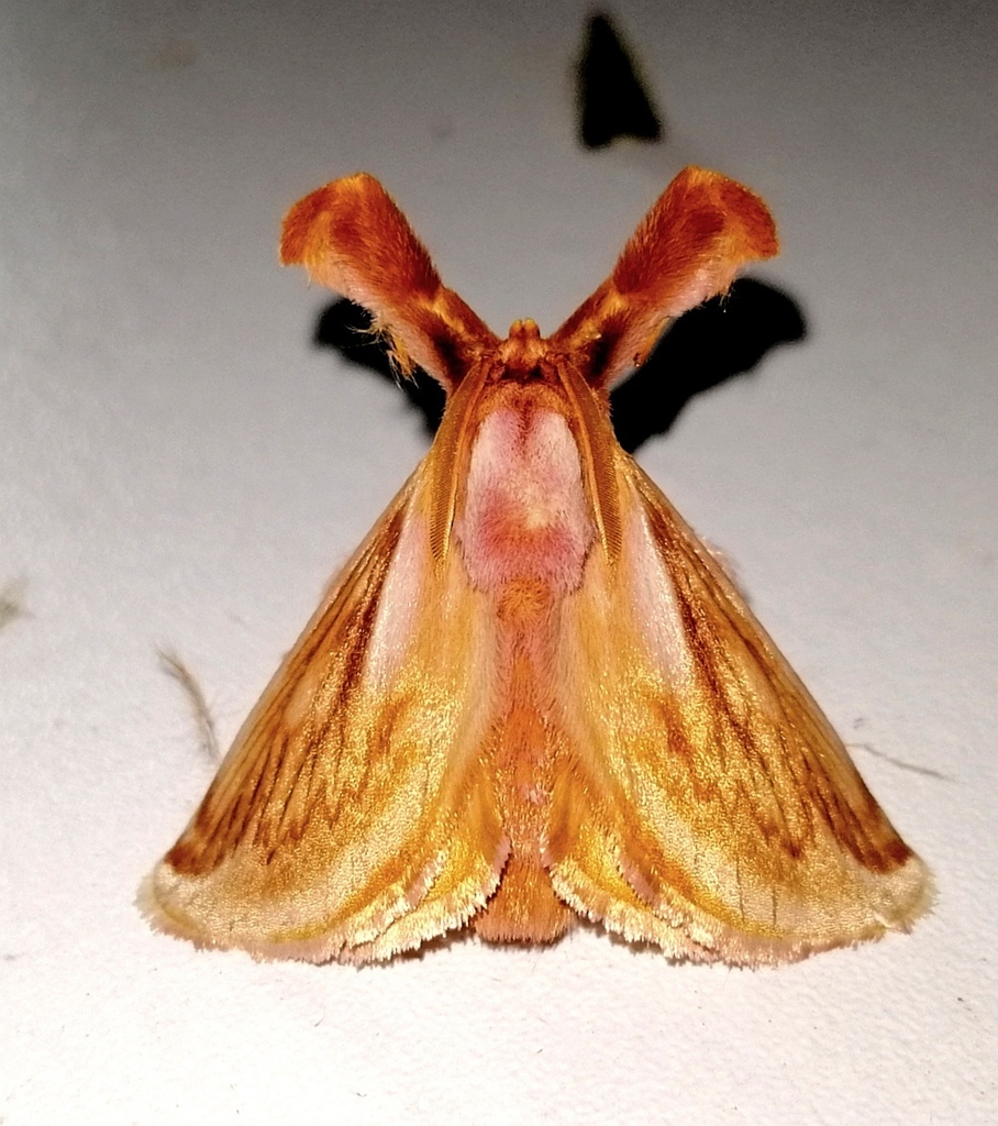 Perola villosipes