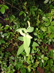 Euphorbia pubentissima