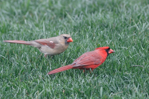 Northern Cardinal photographed in Maryland