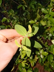 Euphorbia pubentissima