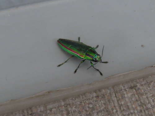 Japanese Jewel Beetle