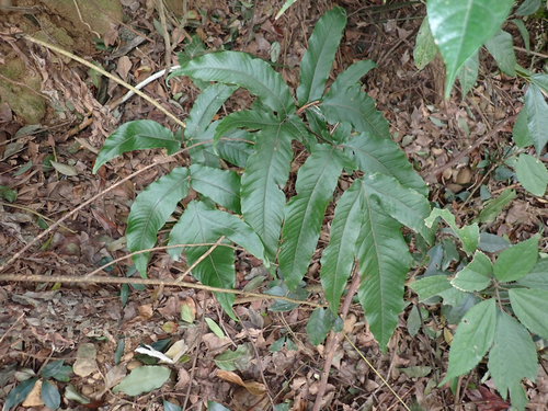Tectaria simonsii (Tectaria simonsii)