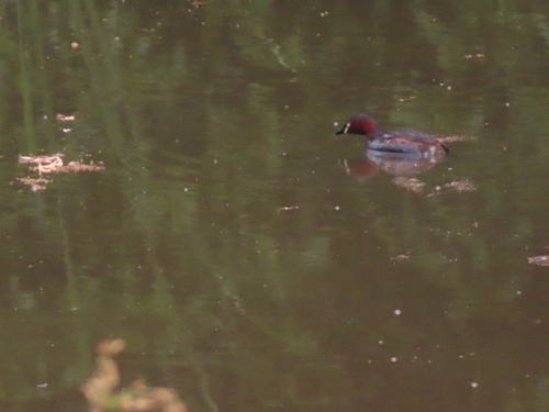 East Asian Little Grebe