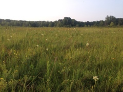 Arnoglossum plantagineum