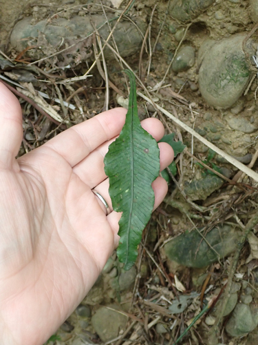 Leptochilus wrightii, photograph 2