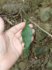 (c) John Baur, some rights reserved (CC BY) Leptochilus wrightii, photograph (c) John Baur, some rights reserved (CC BY)