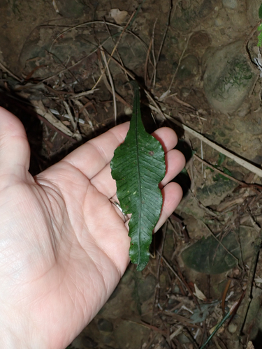 Leptochilus wrightii, photograph 3