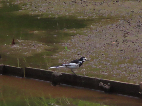 Black-backed Wagtail