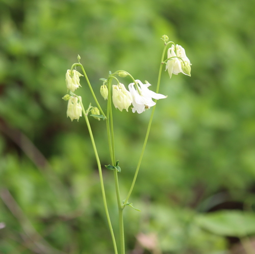 common columbine