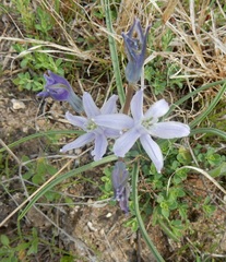 Androstephium coeruleum