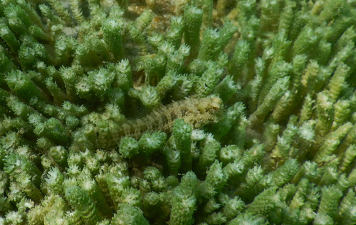 Salarias guttatus observed 2026-05-30