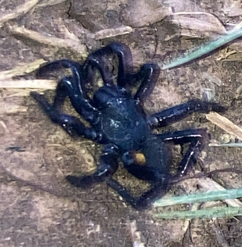 Featured image for “Audouin's Trapdoor Spider”