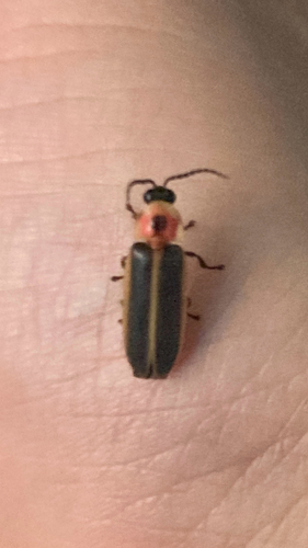 Featured image for “Common Eastern Firefly”