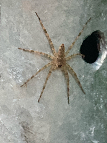 Featured image for “Dark Fishing Spider”