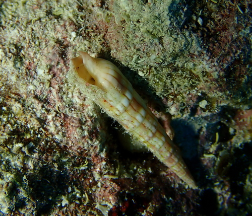 Myurella affinis observed 2026-05-30