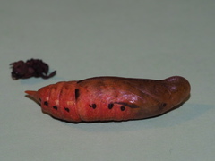 Macroglossum corythus corythus