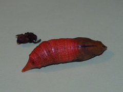 Macroglossum corythus corythus