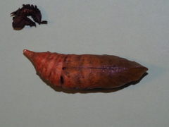 Macroglossum corythus corythus