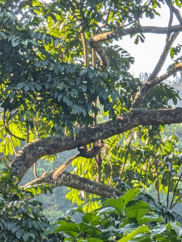 Ratufa bicolor