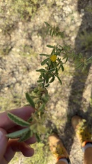 Corchorus hirsutus