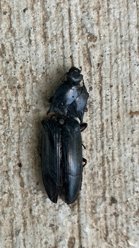 Featured image for “Click Beetles”