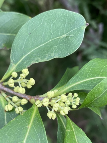Large Mock-olive