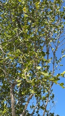 Crossopetalum rhacoma, photograph (c) Alex Doyle, some rights reserved (CC BY)