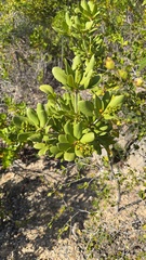 Jacquinia arborea