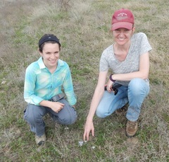 Androstephium coeruleum