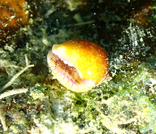 Euplica turturina observed 2026-05-30
