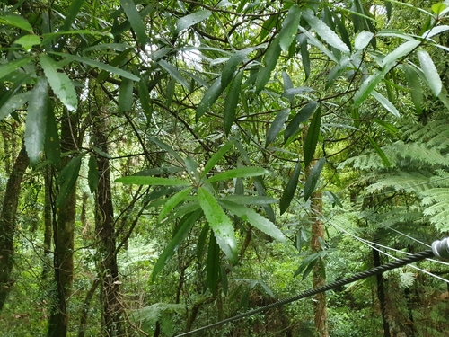Tāwari