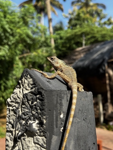 Oriental Garden Lizard
