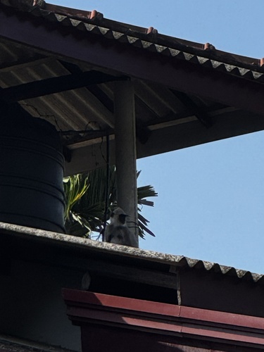 Tufted Gray Langur