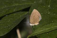 Arhopala norda