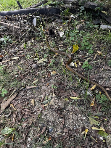 Oriental Rat Snake