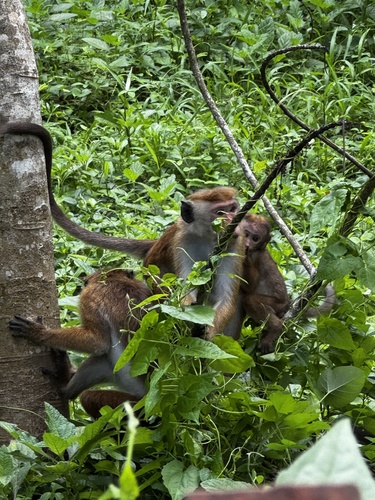 Toque Macaque