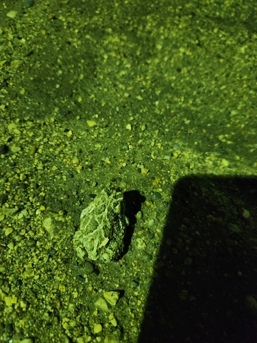Great Plains Toad