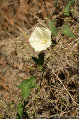 Calystegia purpurata
