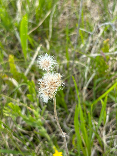 Antennaria neglecta, photograph 5