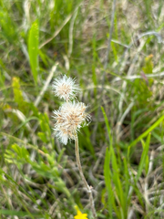 Antennaria neglecta, photograph author not stated, no rights reserved