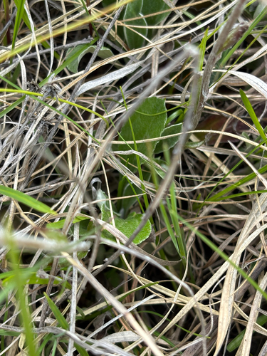 Antennaria neglecta, photograph 6