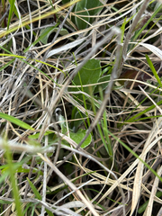 Antennaria neglecta, photograph author not stated, no rights reserved
