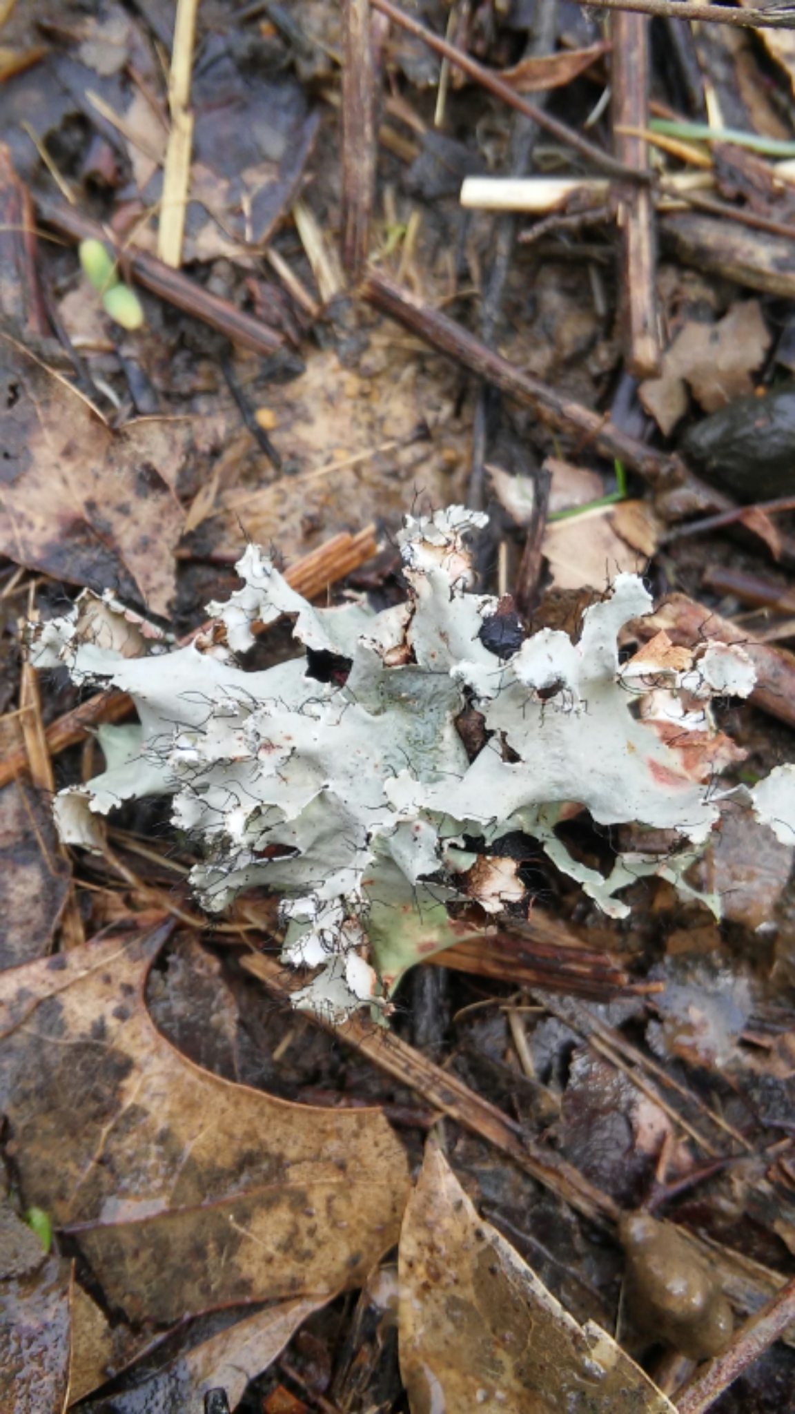 Parmotrema hypotropum image