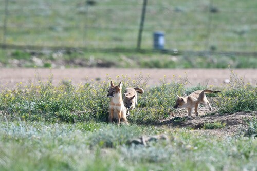 Swift Fox observed by toadfish