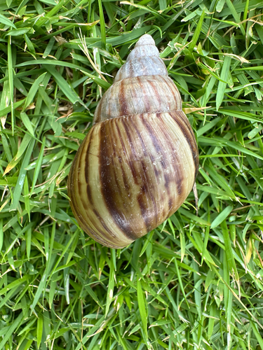 African Giant Snail