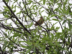 Turdus grayi