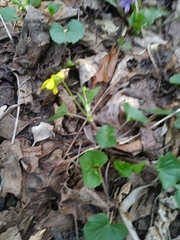 Viola eriocarpa