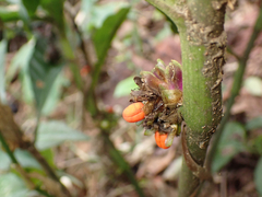 Amischotolype glabrata, photograph (c) John Baur, some rights reserved (CC BY)