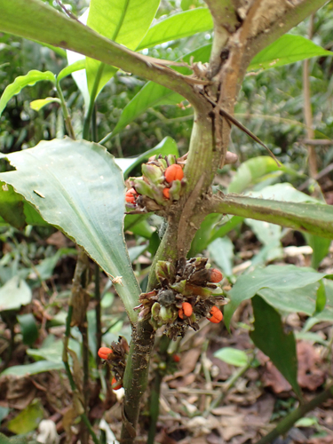 Amischotolype glabrata, photograph 5