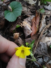 Viola eriocarpa